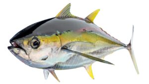 Tudo sobre Atum - Tuna (Thunnus)