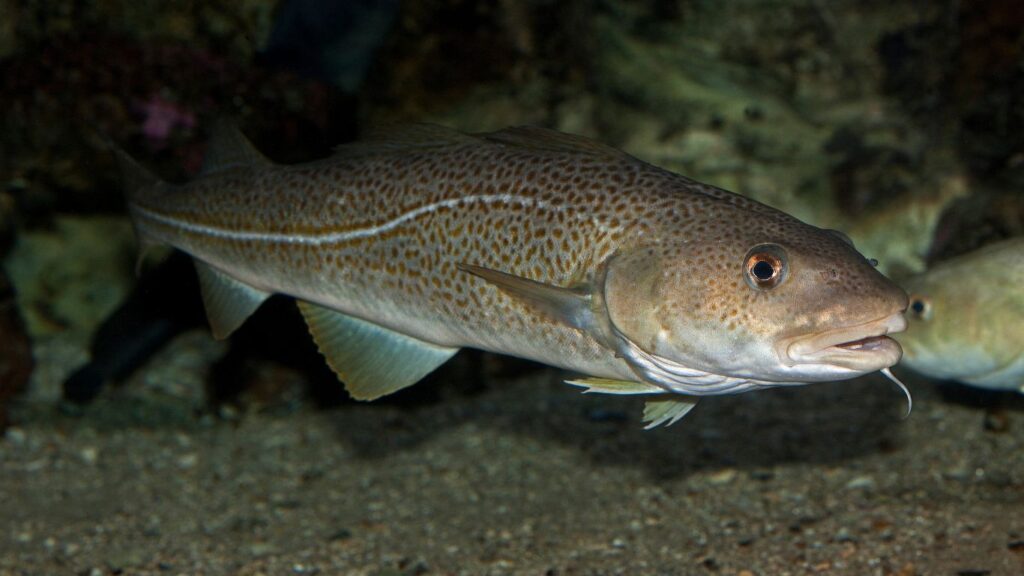 Bacalhau, Gadus morhua