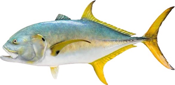 Peixe Xaréu