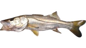 Características do peixe: Robalo (Dicentrarchus labrax)