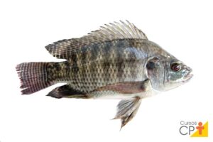 Peixe de água doce - Tilápia