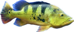 Peixe Tucunaré