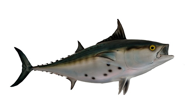 peixe Bonito