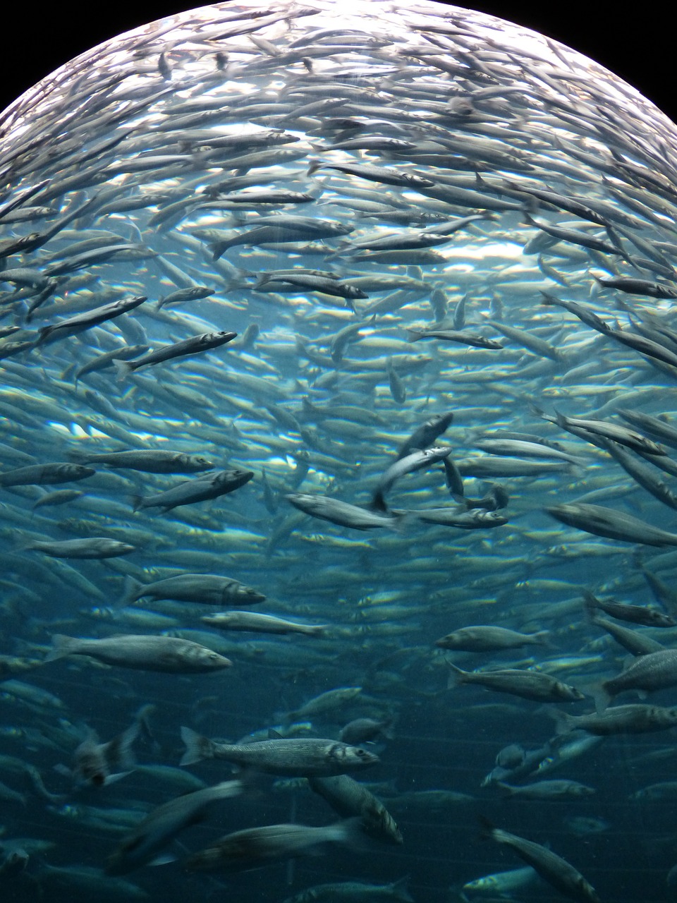 sardines-fishes-swarm-406581