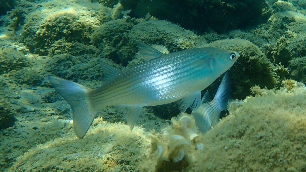 Tainha-cabeçuda (Mugil cephalus)