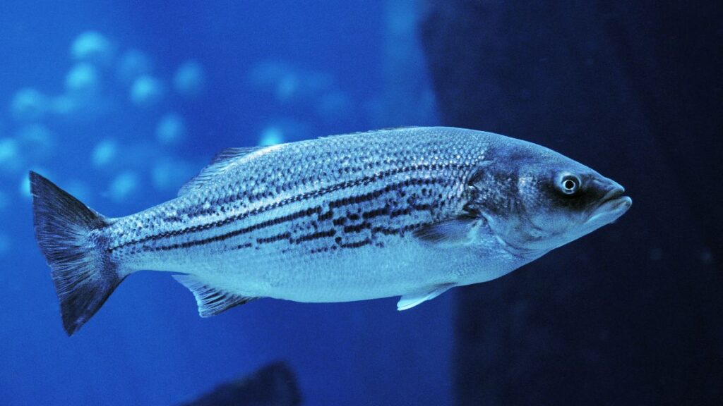 Robalo-listrado (Morone saxatilis)