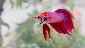 Betta (Betta splendens), Beleza e Agilidade: O Mundo Encantado dos Peixes Betta