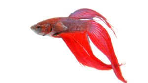 Betta (Betta splendens), Beleza e Agilidade: O Mundo Encantado dos Peixes Betta