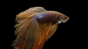 Betta (Betta splendens)