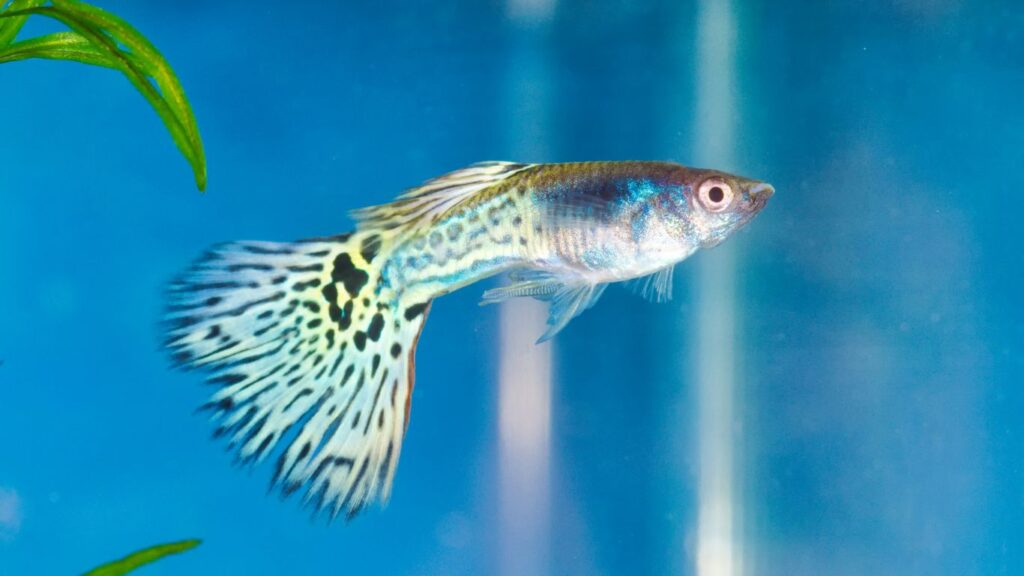 Guppy (Poecilia reticulata)