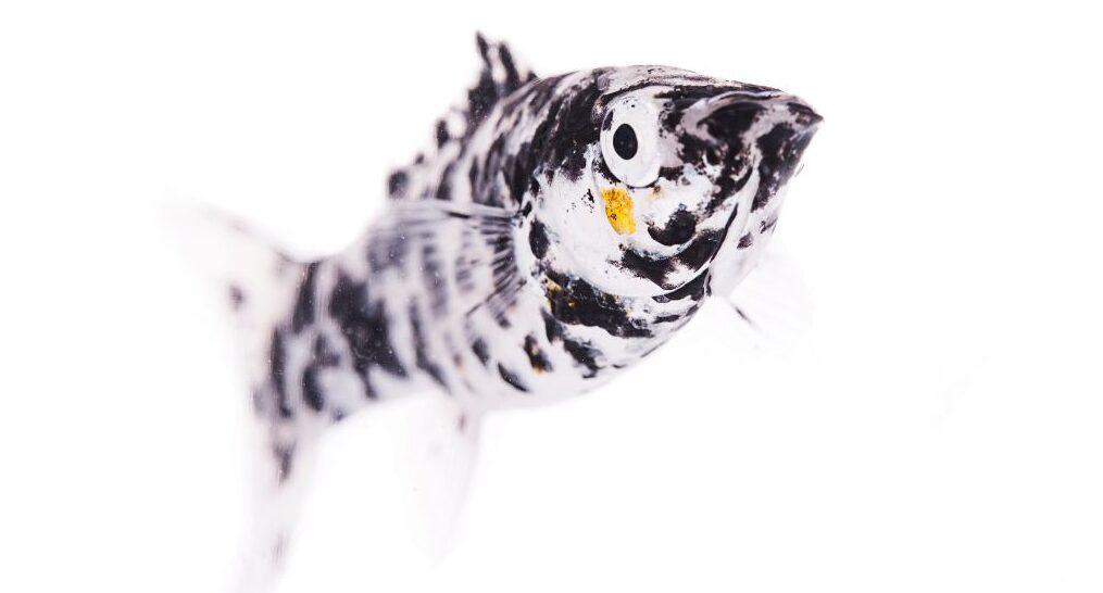 Molly (Poecilia sphenops), Mollynesia