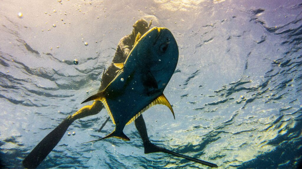 Pesca Sub, Caça Submarina.