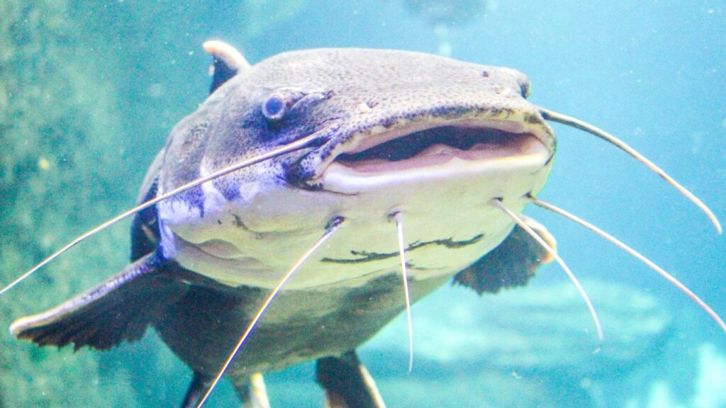 Bagre Africano (Clarias gariepinus)