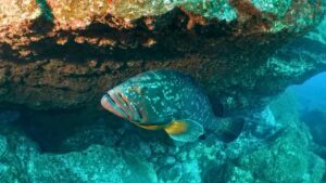 Mero (Epinephelus itajara)