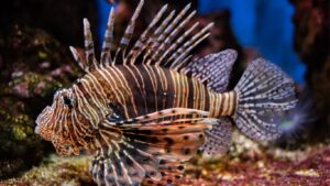 Peixe-Leão (Pterois)