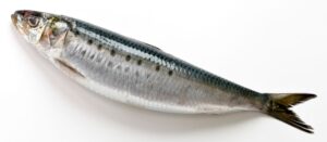 Sardinha, Sardine, Sardina pilchardus