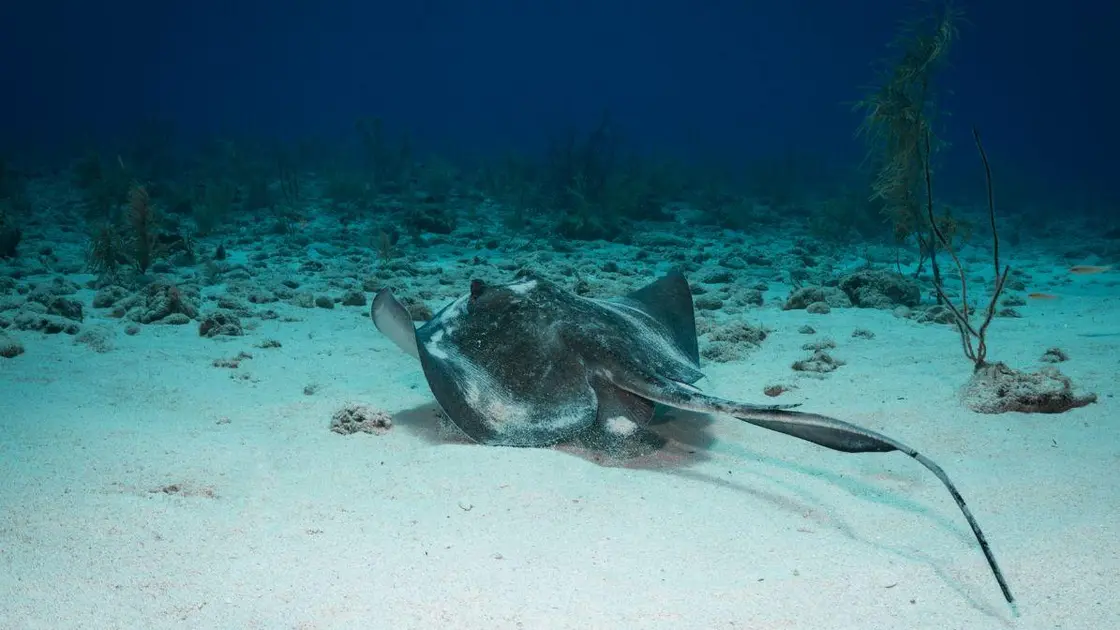 Majestosa Viajante dos Oceanos