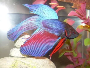 Betta (Betta splendens)