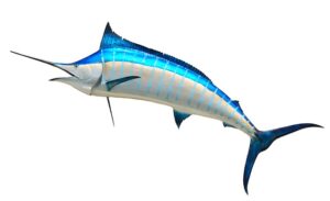 Peixe-espada, Blue-Marlin, Xiphias gladius