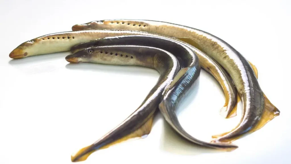 Lampreia (Petromyzon marinus)