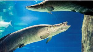 Pirarucu (Arapaima gigas)