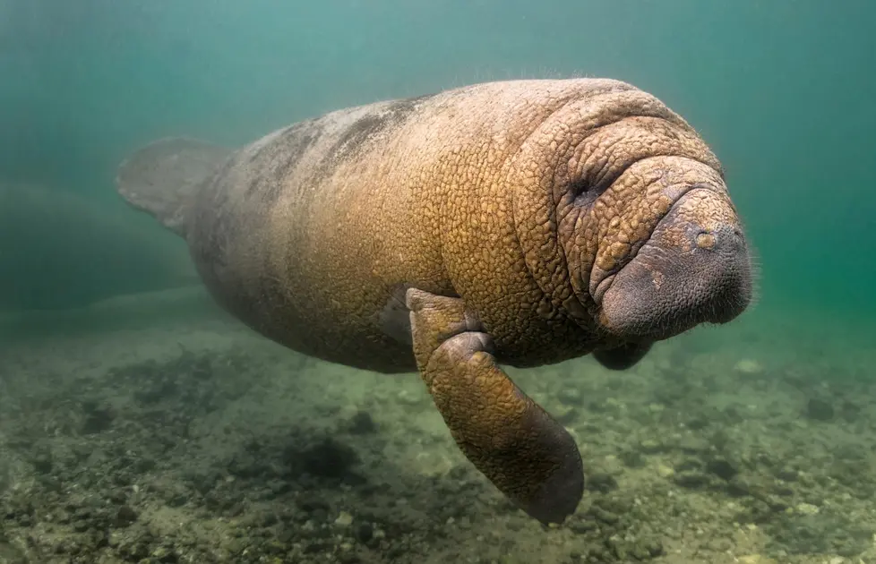 Peixe-Boi da Amazônia (Trichechus inunguis)