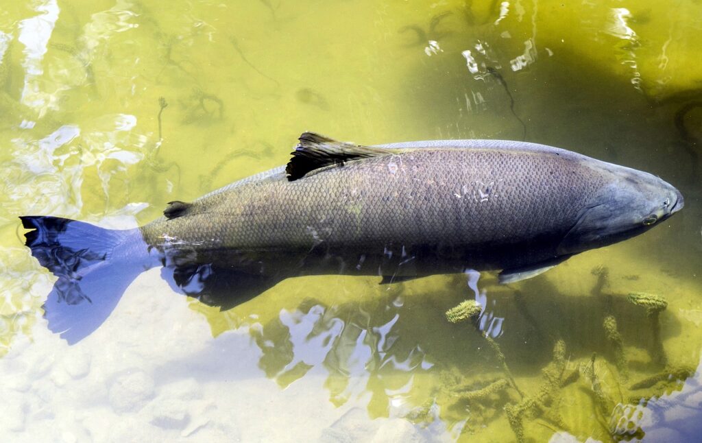 peixe tropical, tambaqui, agua-3991385.jpg