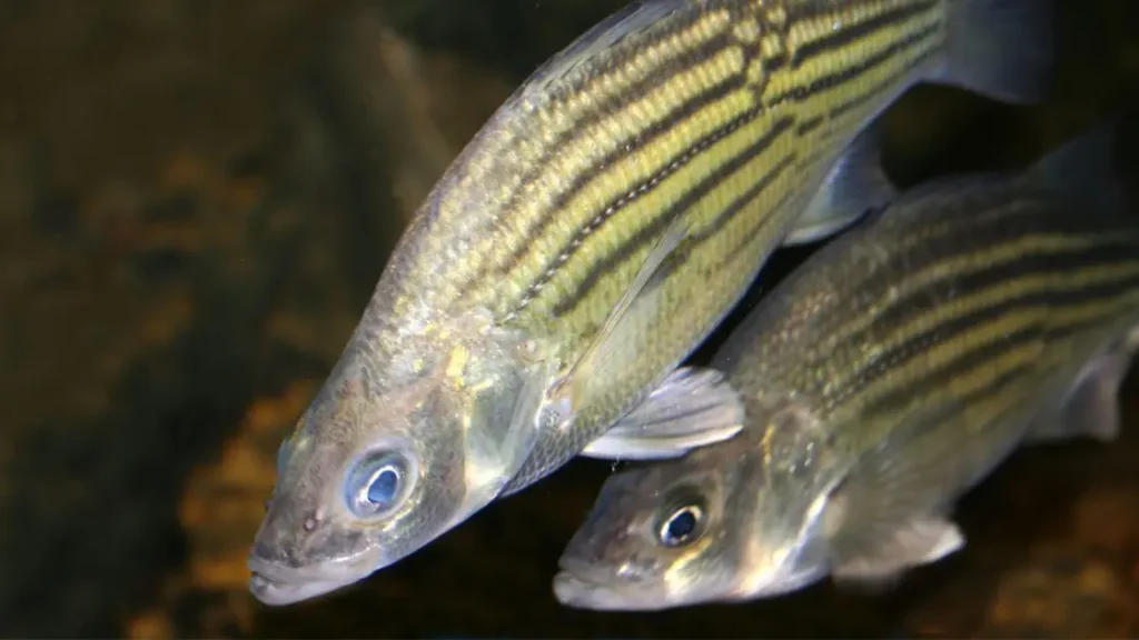 Robalo-listrado (Morone saxatilis)