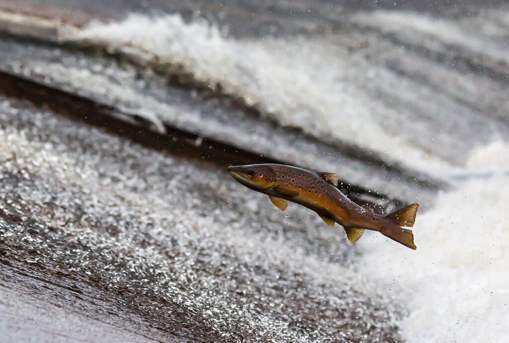 Salmão, salmon, fish, jump