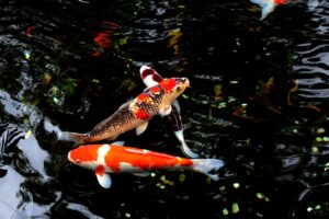 water, fish, japan-1912606.jpg