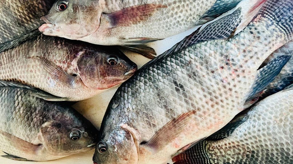 Peixe Tilápia Fresca