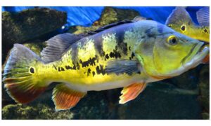 Tucunaré (Cichla ocellaris), Pavón, Peacock Bass (Inglês), Açú (Brasil - Norte)