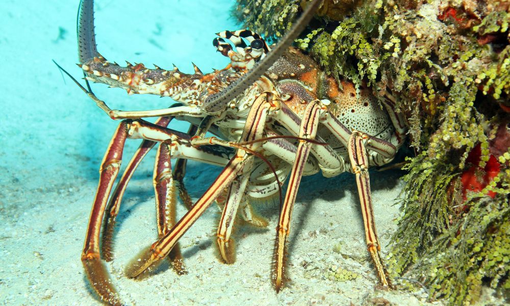 Lagosta (Homarus americanus e Homarus gammarus)