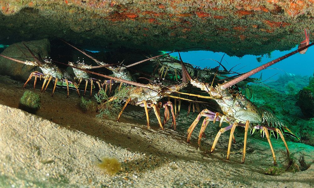 Lagosta (Homarus americanus e Homarus gammarus)