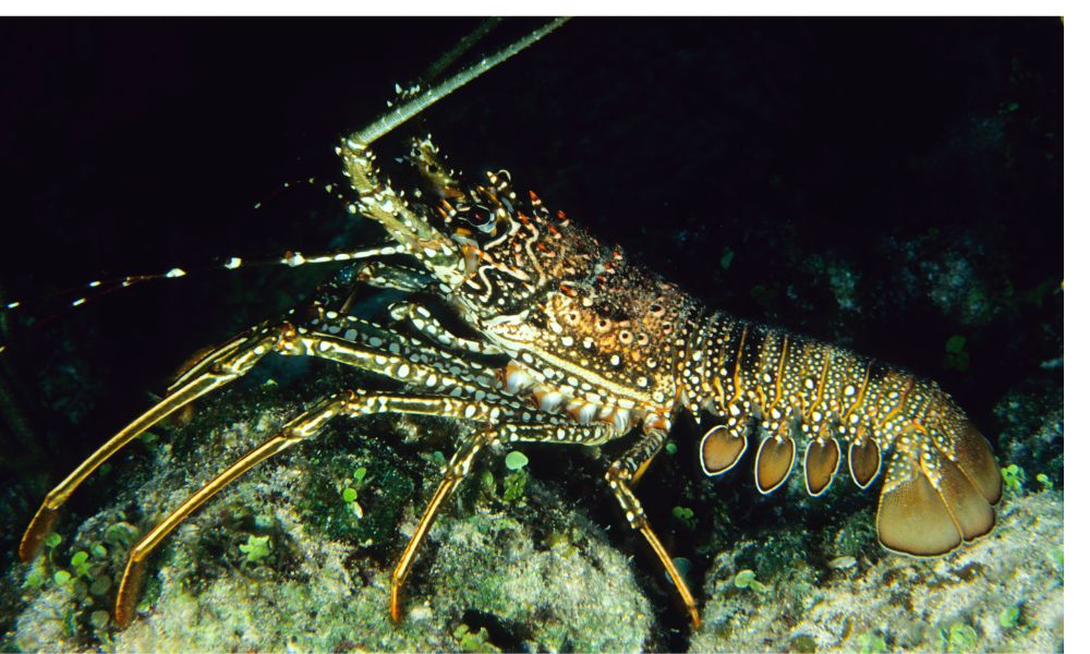 Lagosta (Homarus americanus e Homarus gammarus)