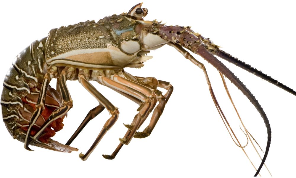 Lagosta (Homarus americanus e Homarus gammarus)