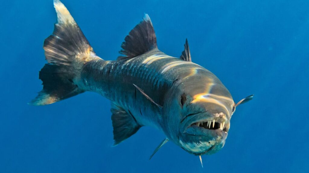 Barracuda (Sphyraena)