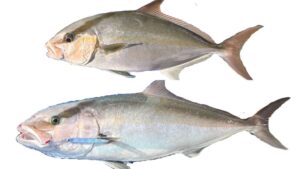 Diferenças entre o peixe Pitangola e o Peixe Olho-de-Boi.