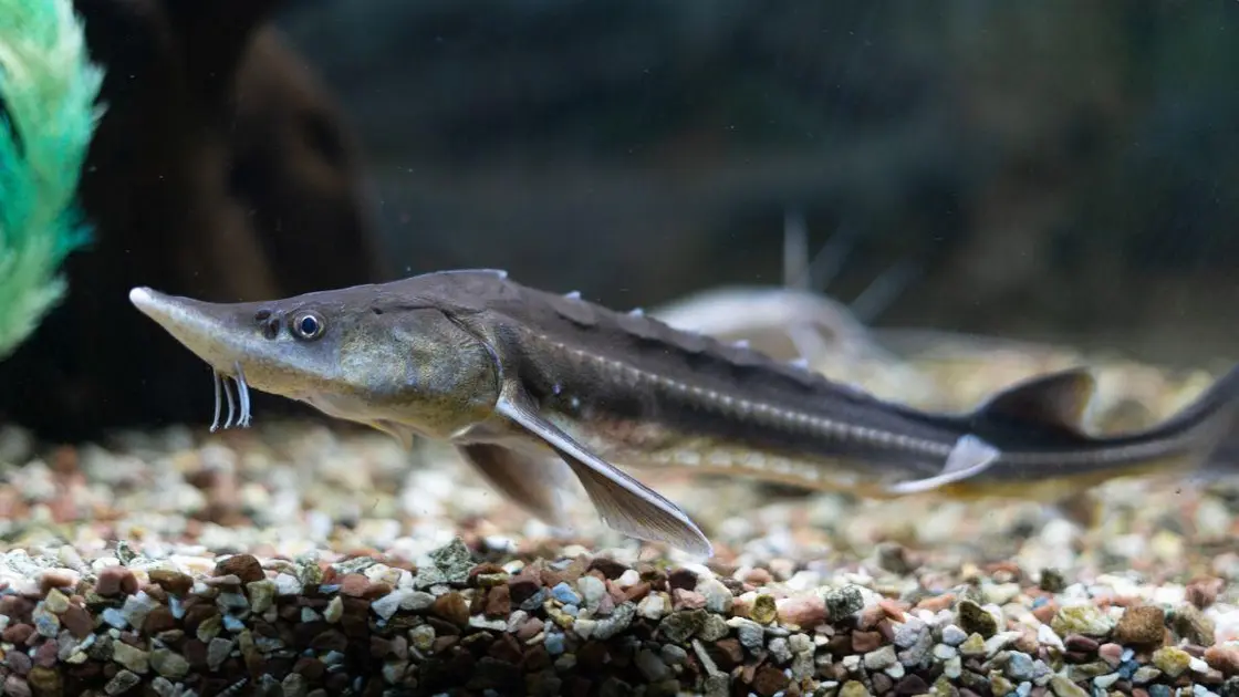 O Gigante dos Rios e Mares