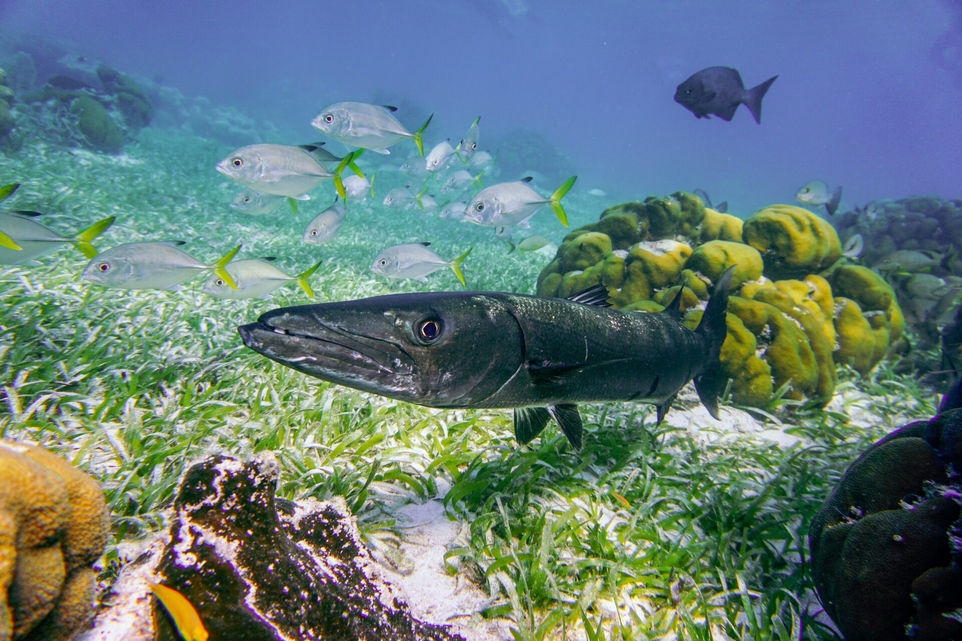 Barracuda (Sphyraena)