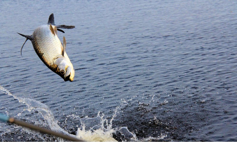 Megalops atlanticus, camurupim, amaripim, pomboca, pirapema, pema, cangurupi, cangôa, camburupu, tarpão, Tarpon