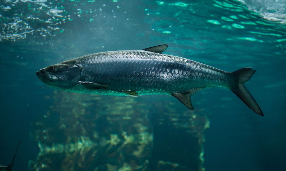 Megalops atlanticus, camurupim, amaripim, pomboca, pirapema, pema, cangurupi, cangôa, camburupu, tarpão, Tarpon