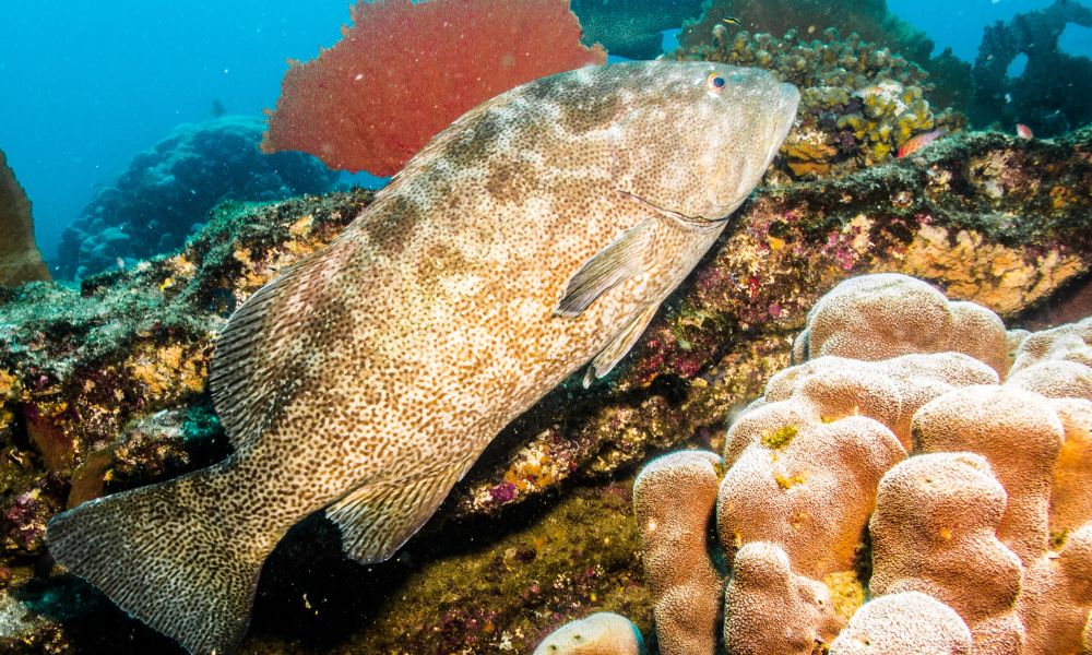 Mycteroperca microlepis, Badejo branco, Garoupa, Sapateiro, Badejo, Badejo saltão, Badejo de areia, Badejo da areia, Badejo brando, Badejo bicudo