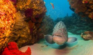 Mycteroperca microlepis, Badejo branco, Garoupa, Sapateiro, Badejo, Badejo saltão, Badejo de areia, Badejo da areia, Badejo brando, Badejo bicudo