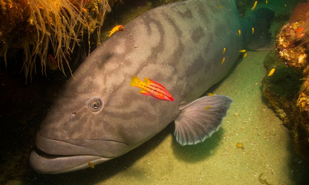 Mycteroperca microlepis, Badejo branco, Garoupa, Sapateiro, Badejo, Badejo saltão, Badejo de areia, Badejo da areia, Badejo brando, Badejo bicudo