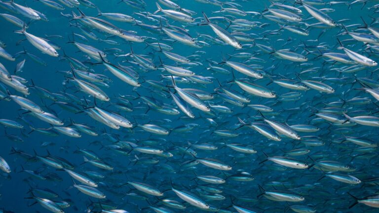 Sardinella brasiliensis, Sardinha, sardinha-verdadeira, maromba, charuto