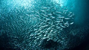 Sardinella brasiliensis, Sardinha, sardinha-verdadeira, maromba, charuto